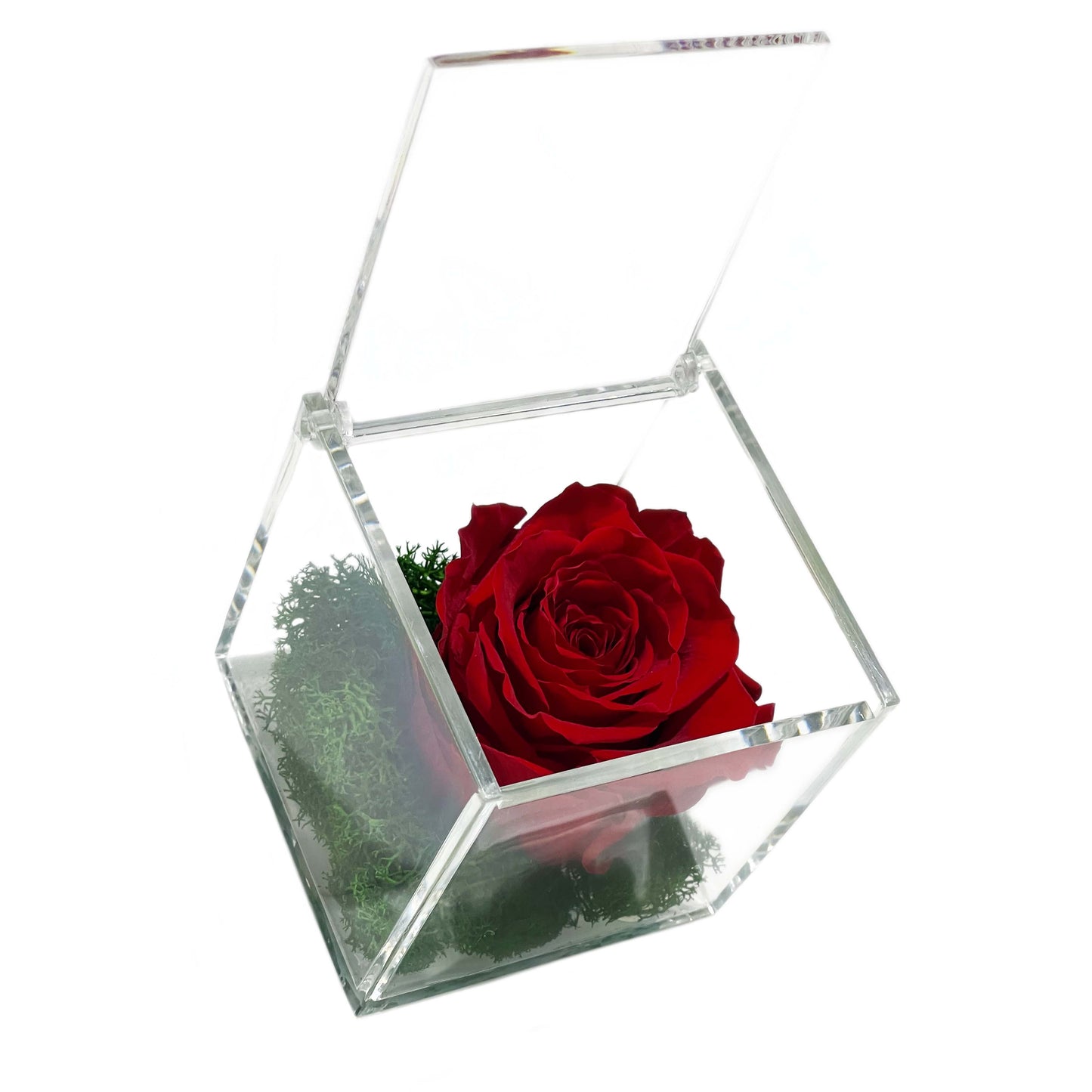 Trandafir criogenat rosu si licheni stabilizati Gardinea Domain in cutie tip plexiglass, 8x8x8 cm