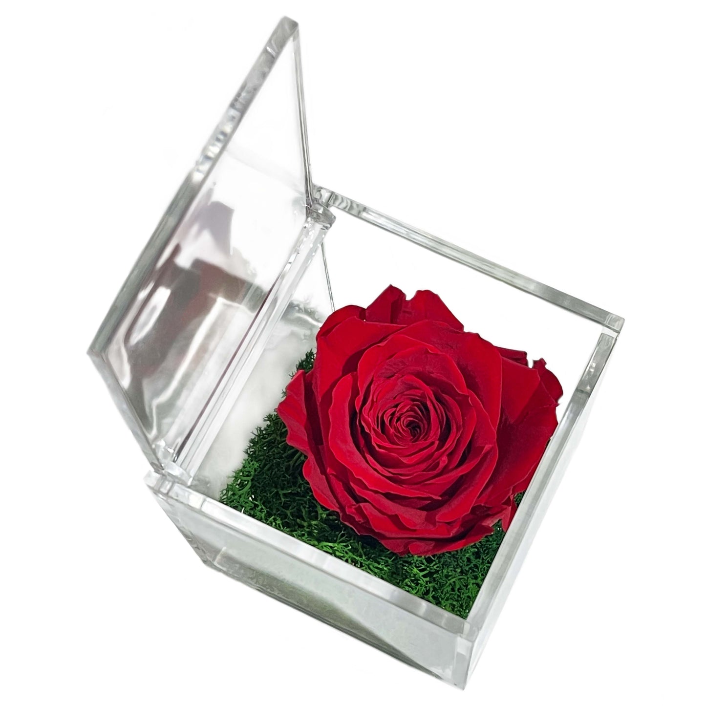 Trandafir criogenat rosu si licheni stabilizati Gardinea Domain in cutie tip plexiglass, 8x8x8 cm