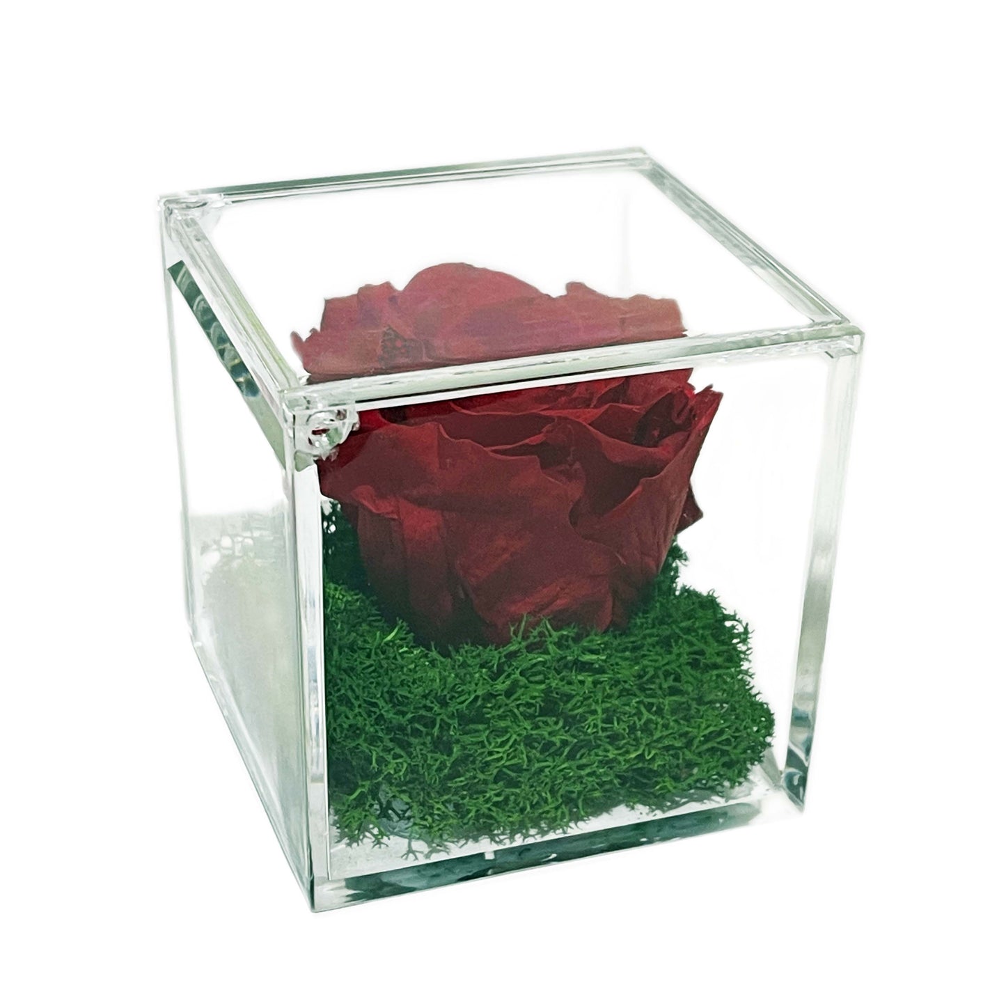 Trandafir criogenat rosu si licheni stabilizati Gardinea Domain in cutie tip plexiglass, 8x8x8 cm