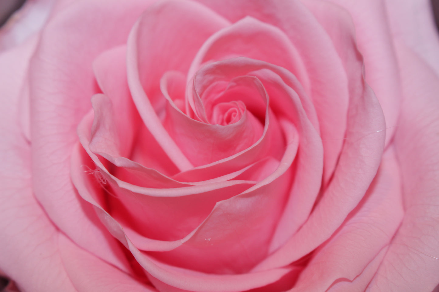Trandafir criogenat roz XL Gardinea Domain®, cutie negru, satin