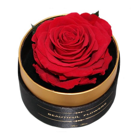 Trandafir criogenat rosu XL Gardinea Domain®, cutie negru, satin
